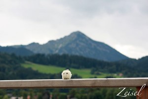 Tegernsee