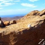 Zeisel im Parque Natural Betancuria