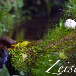 Schloß Burgk - Wildnis erleben