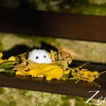 Schloß Burgk - Herbst im Anmarsch