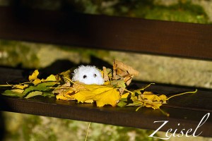 Schloß Burgk - Herbst im Anmarsch